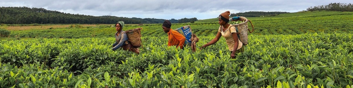 African agricultural workers and sustainable community livelihoods